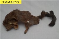 藏品(大赤鼯鼠)的圖片